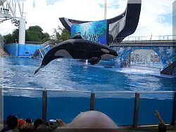 Sea World, Shamu, Orlando.