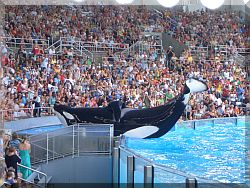Sea World, Orlando.
