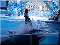 Shamu, Sea World.
