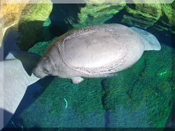Manatees, Sea World, Orlando.