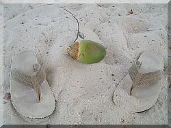 Beach, Florida.