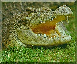 Gator, Florida.