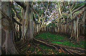 Banyan-Feige, Fort Myers.