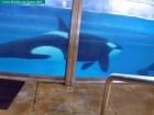 sea world, orlando, florida navigator 010.jpg