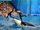 sea world, orlando, florida navigator 013.jpg