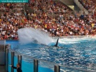 sea world, orlando, florida navigator 014.jpg
