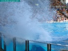 sea world, orlando, florida navigator 015.jpg