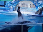 sea world, orlando, florida navigator 017.jpg