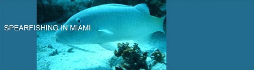 Spearfishing Florida.