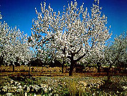 Baumbl&uuml;te an der Costa Blanca