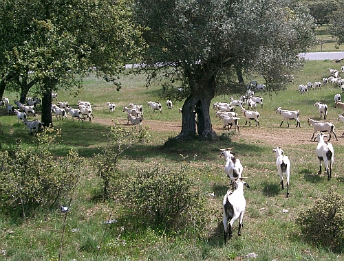 Ziegenherde