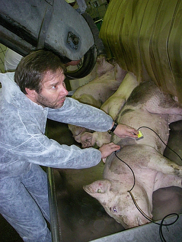 Herzaktivit&auml;t Schwein