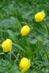 Dotterblumen
