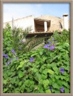 Finca Son Duri Blumenhecke 1