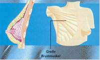 Zusammensetzung der Brust