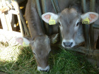 Unser Braunvieh