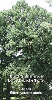 Bl�tter entziehen der Luft sch�dliche Stoffe ... die Filtersysteme von F�chtenk�tter GmbH auch