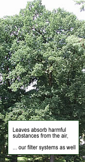 Leaves absorb harmful substances from the air � our filter systems as well