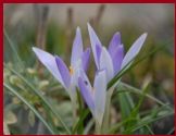 erste Krokusblüten
