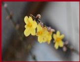 Frühlingsblüten
