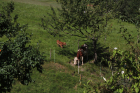 [Tiere] Weide