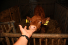 [Tiere] K�lbchen
