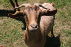 [Tiere] Ziege