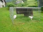 [Tiere] Hasen.JPG
