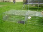 [Tiere] Hasen-2.JPG