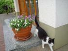 [Tiere] Katze-1.JPG