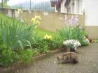 [Tiere] Katze-2.JPG