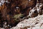 Egypte. Arbre dans la roche au Sina�