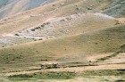 Turquie. Mules dans les monts d'Ararat.