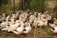 Canards dans les p&acirc;turages