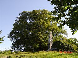 Burgberg mit uralter Linde