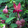 Fuchsien