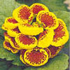Pantoffelblume