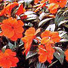 Impatiens Neu Guinea