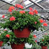 Blumenampel