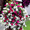 Blumenampel