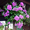 Blumenampel