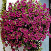 Blumenampel