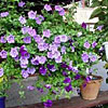 Blumenampel