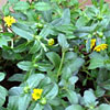 Sanvitalia - Husarenknopf