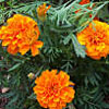 Tagetes
