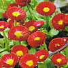 G&auml;nsebl&uuml;mchen