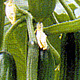 Zucchini