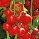 Tomaten