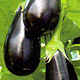 Aubergine