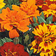 Tagetes nieder kleinbl.